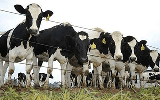 畜牧業(yè)肉制品溯源